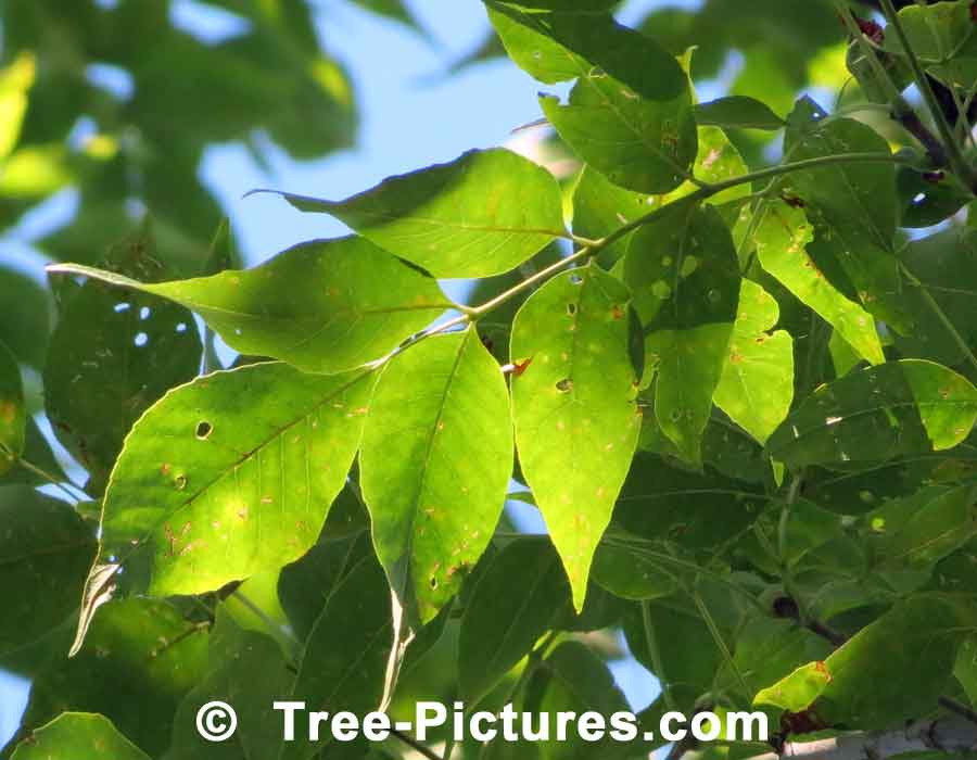 White Ash: White Ash Tree Leaves | Ash Trees at Tree-Pictures.com