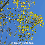 Aspen: Trembling Aspen Leaves Against An Azure Blue Sky | Aspen Trees @ Tree-Pictures.com