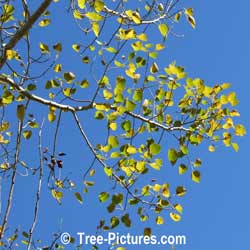 Aspen Tree Pictures: Trembling Aspen Leaves Against An Azure Blue Sky at Tree-Pictures.com