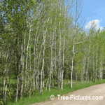 Aspen: Stand of Trembling Aspen Trees | Aspen Trees @ Tree-Pictures.com
