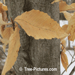 Beech Tree Identification: American Species of Beech Leaf In Early Spring | Beech at Tree-Pictures.com 