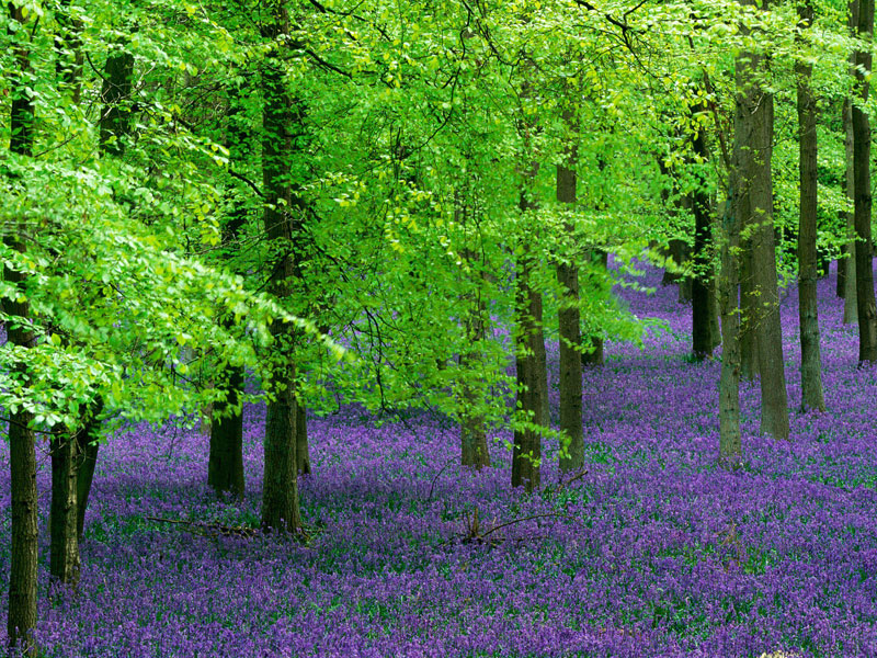 Tree Pictures, Colorful Blue Bells Image in Beech Tree Forest