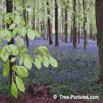 Beech Trees, Beech Leaves in the Blue Bell Forest in Spring, North London, UK | Beech at Tree-Pictures.com 