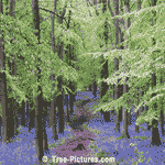 Beech Tree Forest Photo: Blue Bells in Spring in the Forest of North London, UK Image