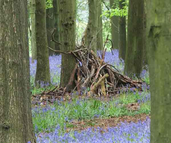 Bluebell: Beech Trees And Bluebells