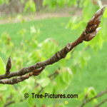 European Beech: Spring Beech Tree Leaf Bud | Beech at Tree-Pictures.com 