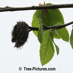 European Beech: Beech Tree Nut | Beech at Tree-Pictures.com 