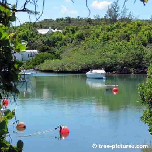 Bermuda Tree Pictures, Quiet Bay Inlet with Surrounded in Trees