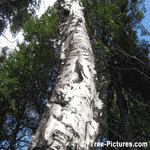 Birch Trees Paper Bark, White Birch Tree Bark Up Close | Tree+Birch+Bark @ Tree-Pictures.com