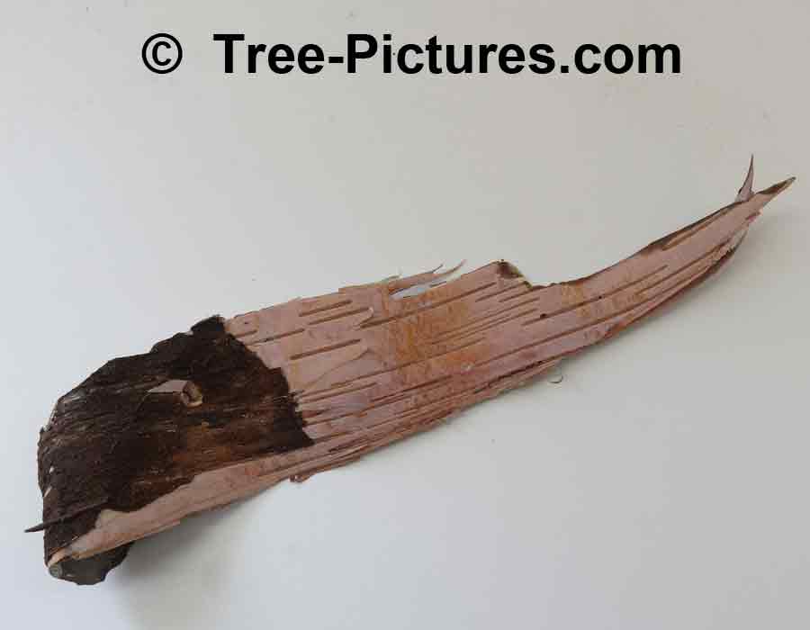 Photo of Paper Birch Bark Showing Reverse Side | Trees:Birch:Paper:Bark at Tree-Pictures.com