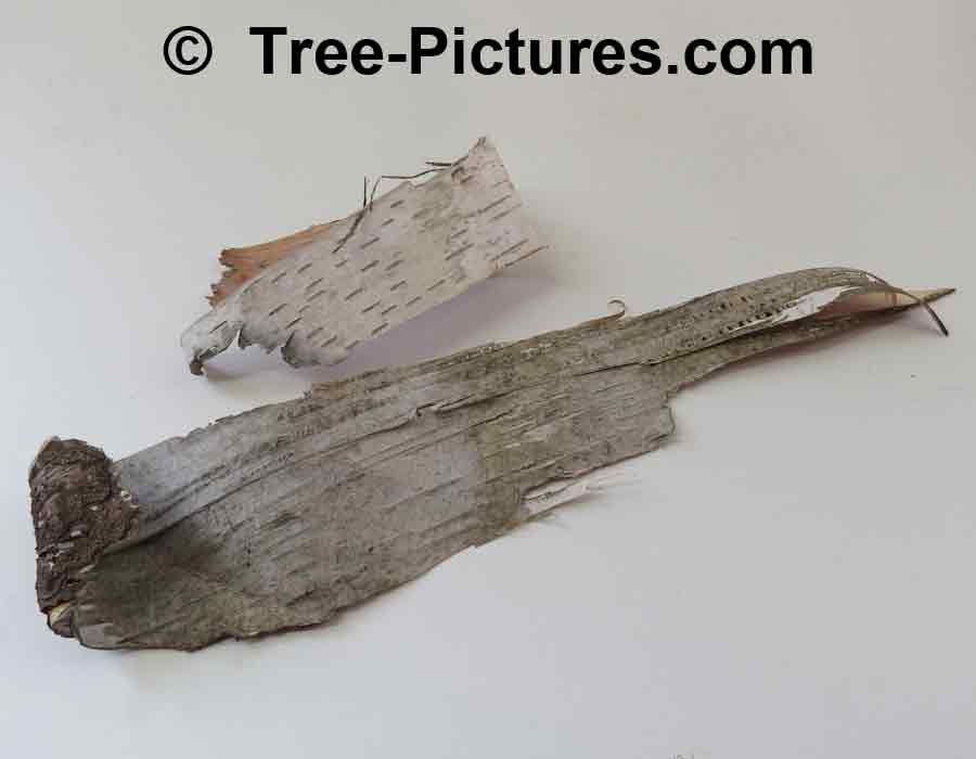Paper Birch Bark: Sample of White Birch Bark Fallen off the Tree | Trees:Birch:Paper:Bark at Tree-Pictures.com
