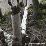 Birch Tree Decay, Fallen Old White Birch Decaying of the Forest Floor | Tree+Birch+Decay @ Tree-Pictures.com