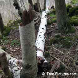 Birch Tree Delay, Fallen Old White Birch Decaying of the Forest Floor