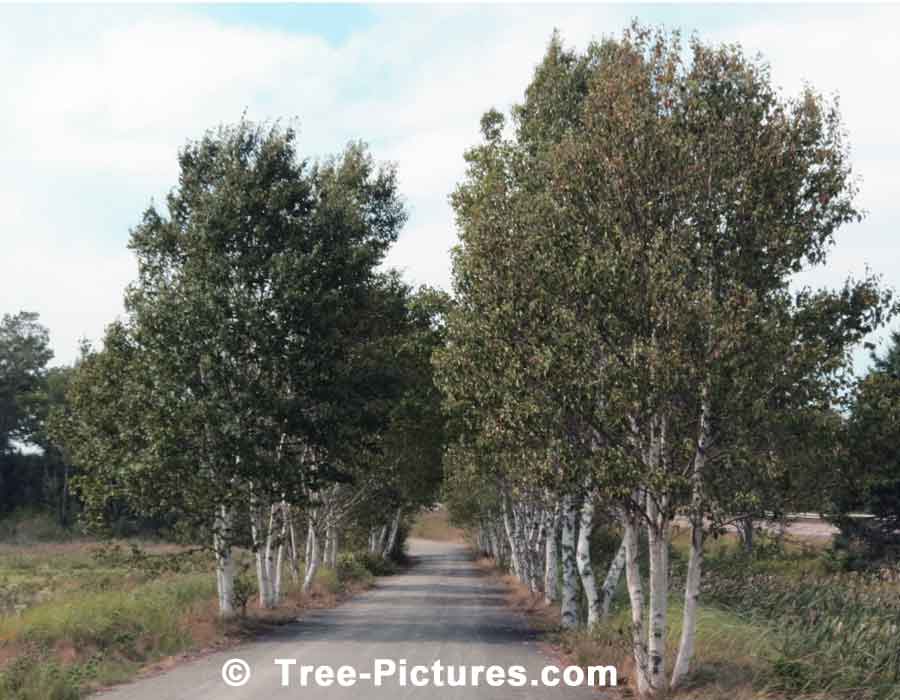 Birch Tree, Lane of Birch Trees on Abandoned Covered Bridge Road, New Brunswick | Trees:Birch+Lane at Tree-Pictures.com
