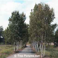 Birch Tree, Lane of Birch Trees on Abandoned Covered Bridge Road, New Brunswick