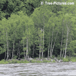 Birch Trees, Grove of Birch Trees on the Flooded River | Tree+Birch+Grove @ Tree-Pictures.com