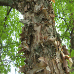 River Birch Tree Bark Photo