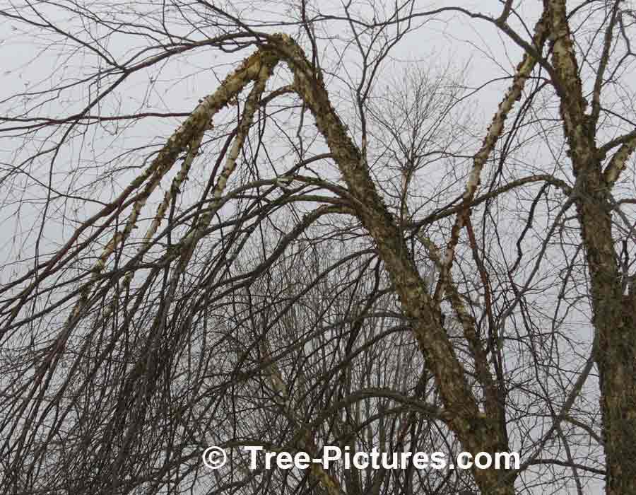 River Birch: Branch Trimming After Ice Storm Winter 2013 | Trees:Birch:River:Branches at Tree-Pictures.com