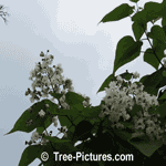 Pictures of Catalpa Trees; Spring Pictures of Catalpa Tree Blooms of White Flowers