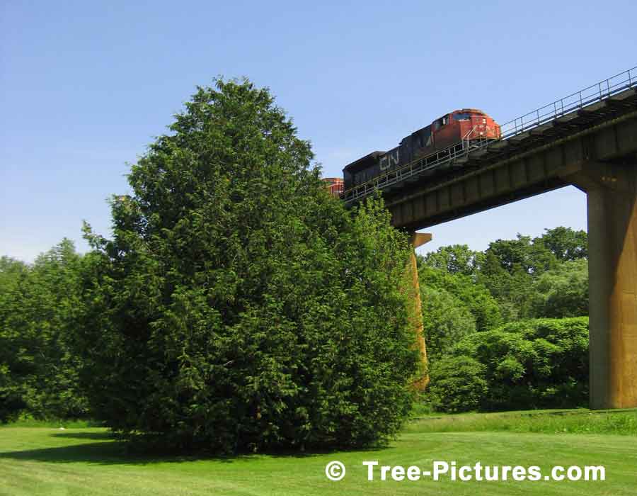 Cedar Tree Located on Golf Course Near Railway Overpass