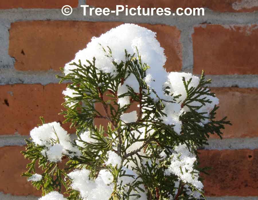 Cedars, Snow Capped Pyramidal Cedar