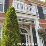 Cedar Trees: Landscaping with Cedar Tree at Town Hall Picture