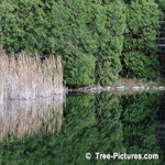 Cedar Lake, Mirror Cedar Tree Reflections in the Water | Tree+Oak+Leaves @ Tree-Pictures.com