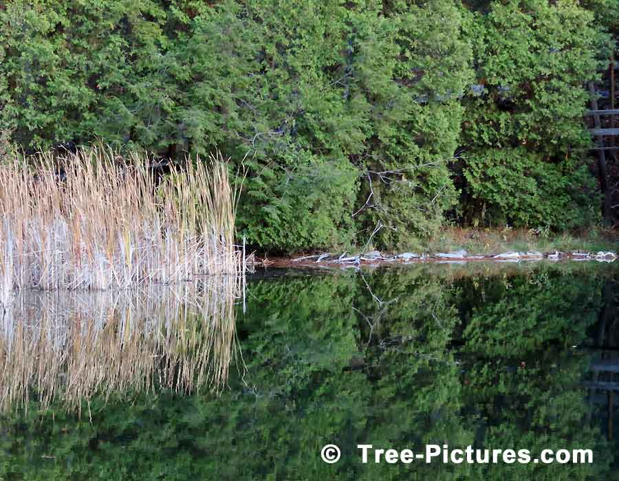 Cedar Lake, Mirror Cedar Tree Reflections in the Water