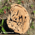Cedar Wood: Diseased Cedar Tree Wood Log | Tree:Cedars at Tree-Pictures.com
