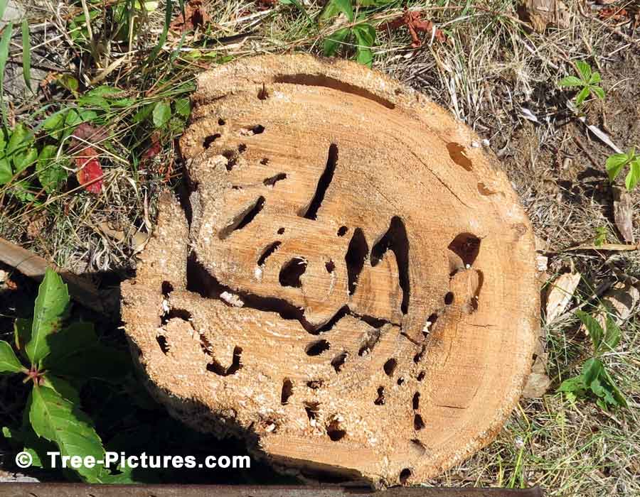 Cedar Wood: Diseased Cedar Tree Wood Log