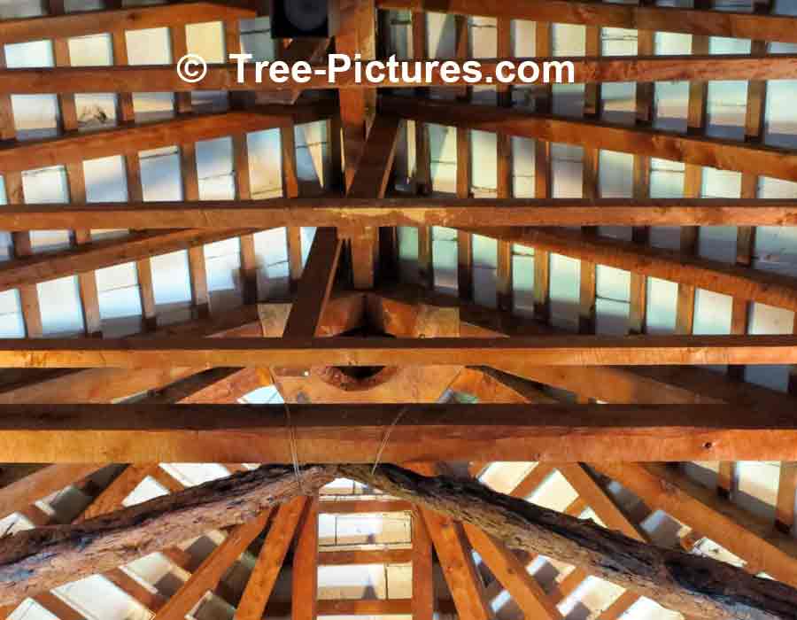 Cedar Roof: Cedar Wood Lumber Rafters or Timbers Create an Architectual Interior Roofing Structure and Ceiling Finish, Bermuda Church