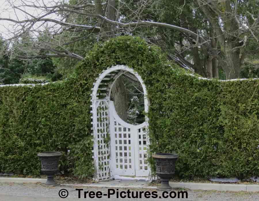 Cedar Hedge: Cedar Trees Landscaping with White Picket Gate