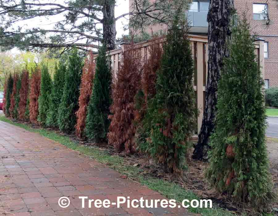 Cedar Hedge: New Privacy Cedar Landscape Shrub Care