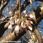 Cherry Tree Blossoms, Pink Cherry Blossoms ready to Bloom | Tree-Cherry-Blossoms @ Tree-Pictures.com