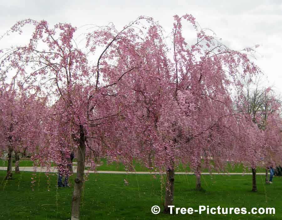 Cherry Blossoms, Pink Cherry Tree Flowers Spectacular | Cherry Trees at Tree-Pictures.com