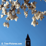 Cherry Tree Blossom | Tree-Cherry-Blossom @ Tree-Pictures.com