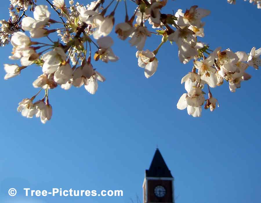 White Cherry Blossoms In Spring | Cherry Trees at Tree-Pictures.com