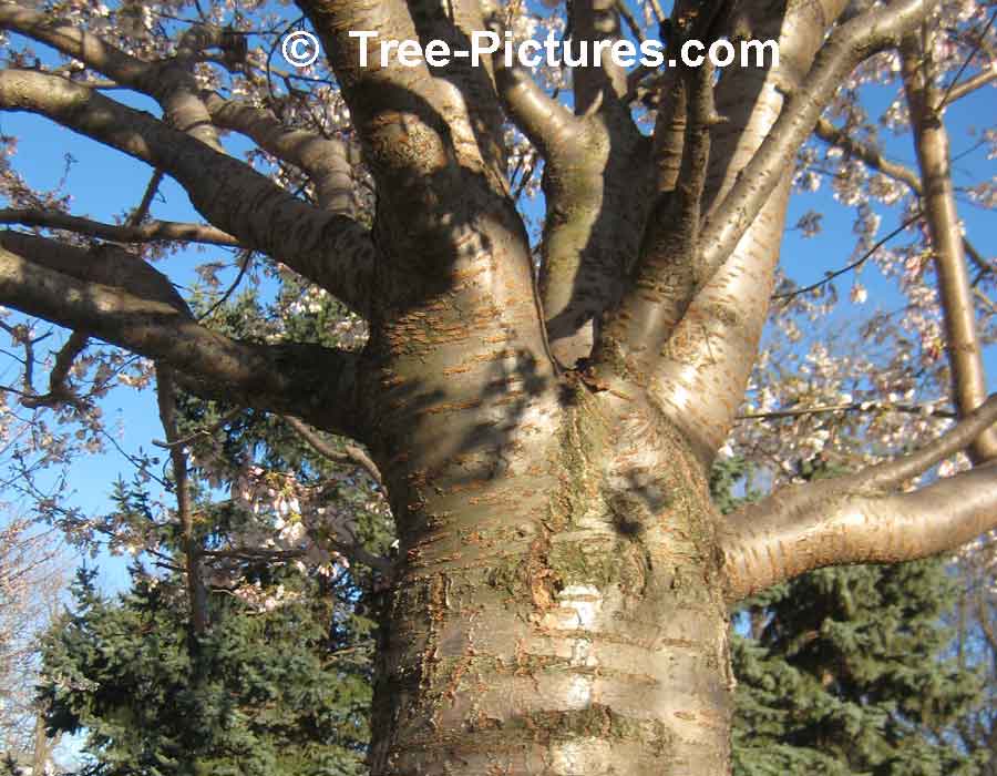 Cherry Tree: Close Up Picture of Cherry Tree Bark | Cherry Trees at Tree-Pictures.com
