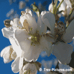 Cherry Tree, White Cherry Tree Flowers | Tree-Cherry-Blossoms @ Tree-Pictures.com