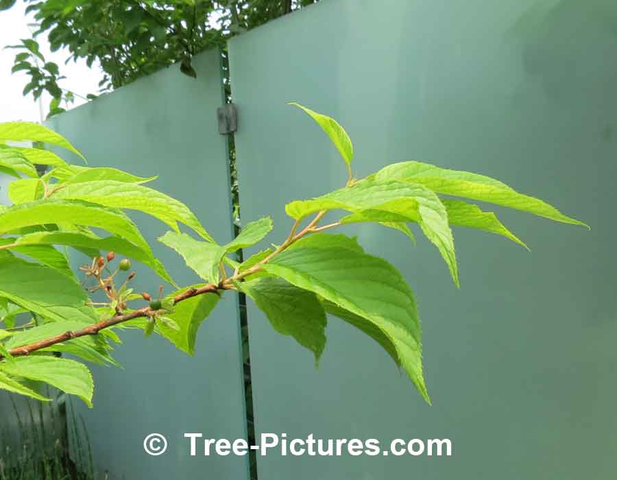 Cherry Type: Manchurian Cherry Tree, Berries and Leaves | Cherry Trees at Tree-Pictures.com