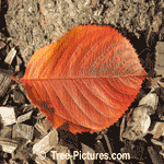 Cherry Tree Pictures, Fall Picture of a Japanese Sakura Cherry Trees Leaf