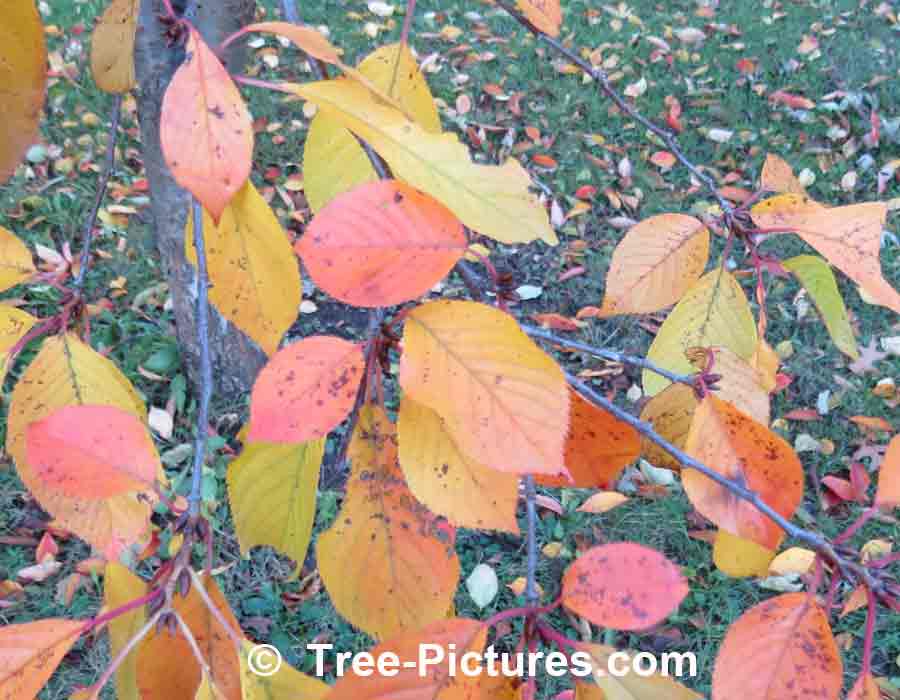 Cherry Tree: Autumn Cherry Trees Leaves | Cherry Trees at Tree-Pictures.com