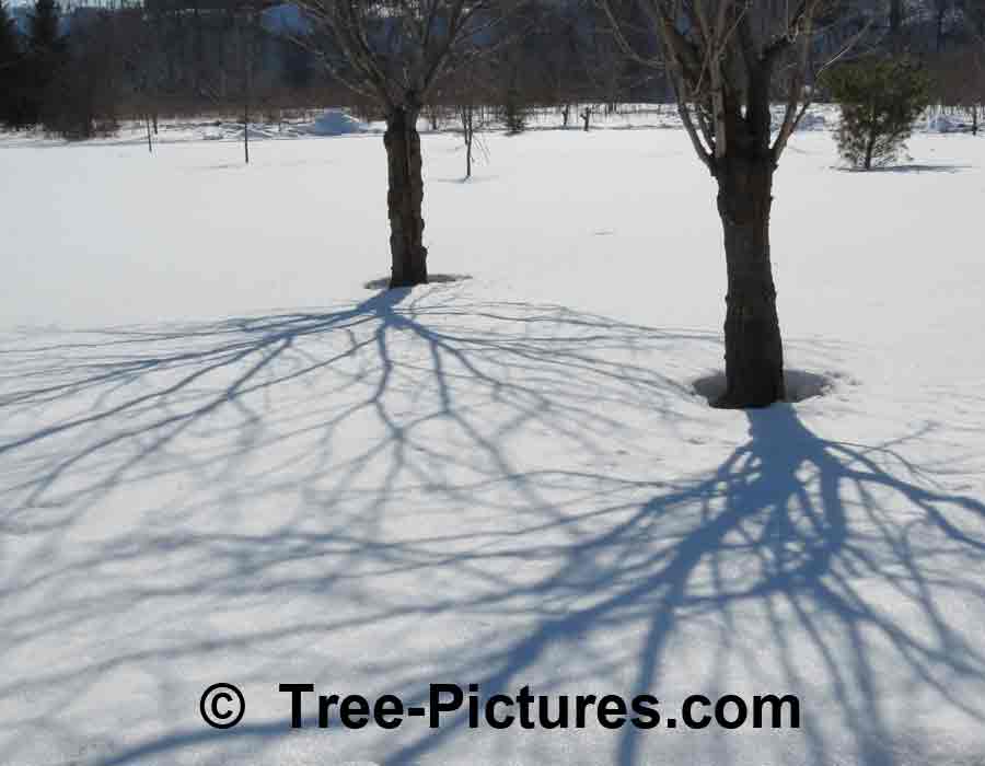 Cherry Tree: Cool Winter Shadows of Cherry Branches | Cherry Trees at Tree-Pictures.com