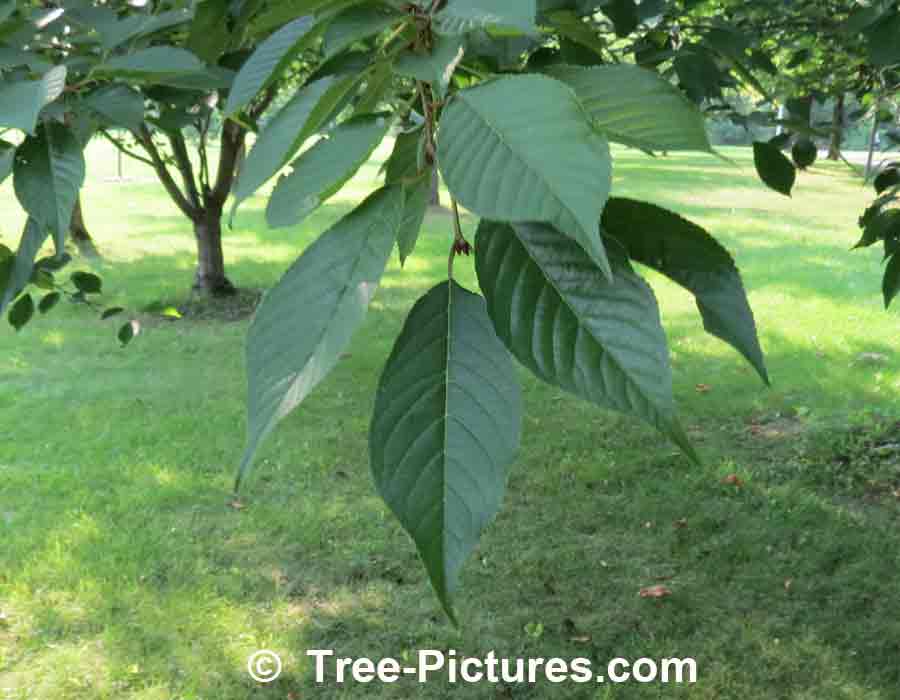 Cherry Leaf Identification, Green Cherry Tree Leaves in Spring | Cherry Trees at Tree-Pictures.com