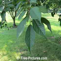 Cherry Leaf: Green Cherry Tree Leaves
