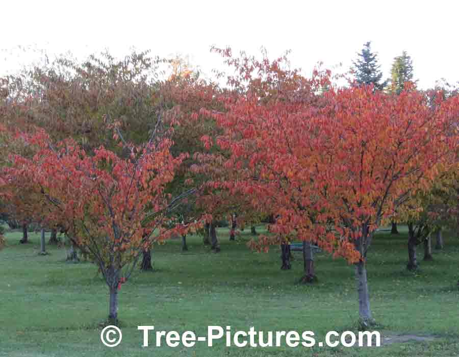 Cherry: Striking Fall Color of Cherry Trees | Cherry Trees at Tree-Pictures.com