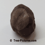 Chestnut: Fruit of the Chestnut Tree | Chestnut Trees @ Tree-Pictures.com