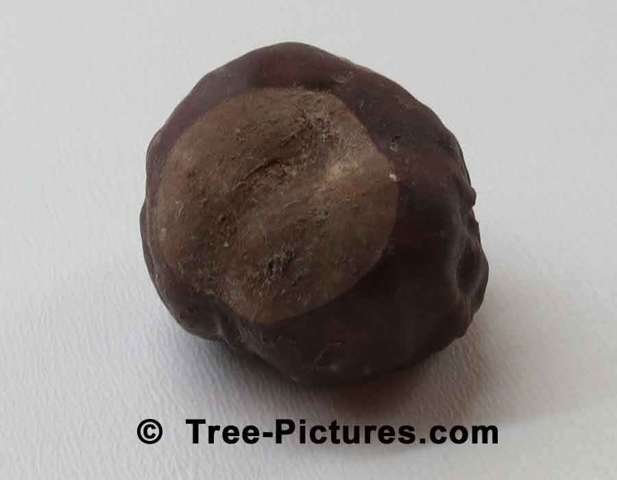 Chestnut, Fruit of the Chestnut Tree | Tree:Chestnut+Fruit at Tree-Pictures.com