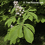 Chestnut Flowers: Chestnut Tree Flowering  | Tree:Chestnut+Flower at Tree-Pictures.com