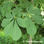 Chestnuts: Leaves of the Chestnut Tree | Tree+Chestnut+Leaves @ Tree-Pictures.com
